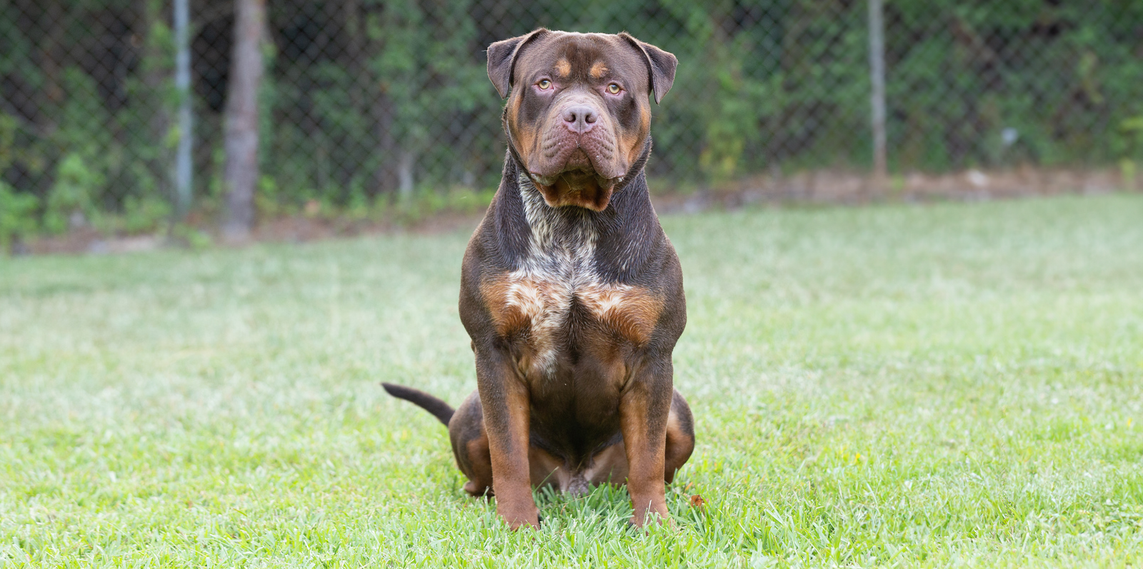 chocolate tri xl american bully dexter lawrence ny giants