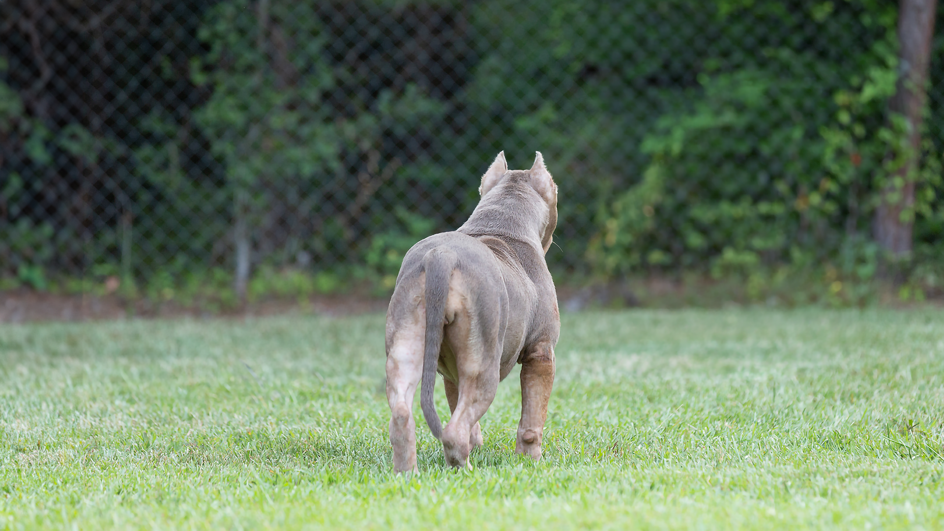 Read more about the article The Value in Basic Obedience and Crate Training Your XL Bully Puppy